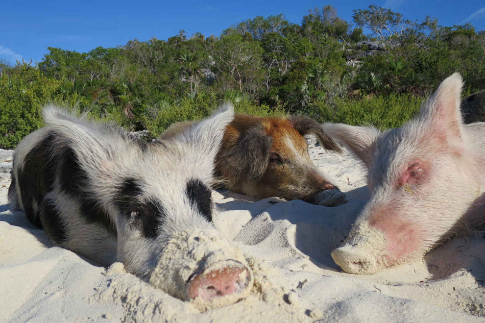 Pigs in the Bahamas 04