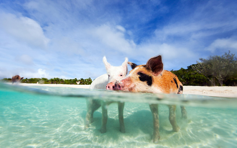 Pigs in the Bahamas 05