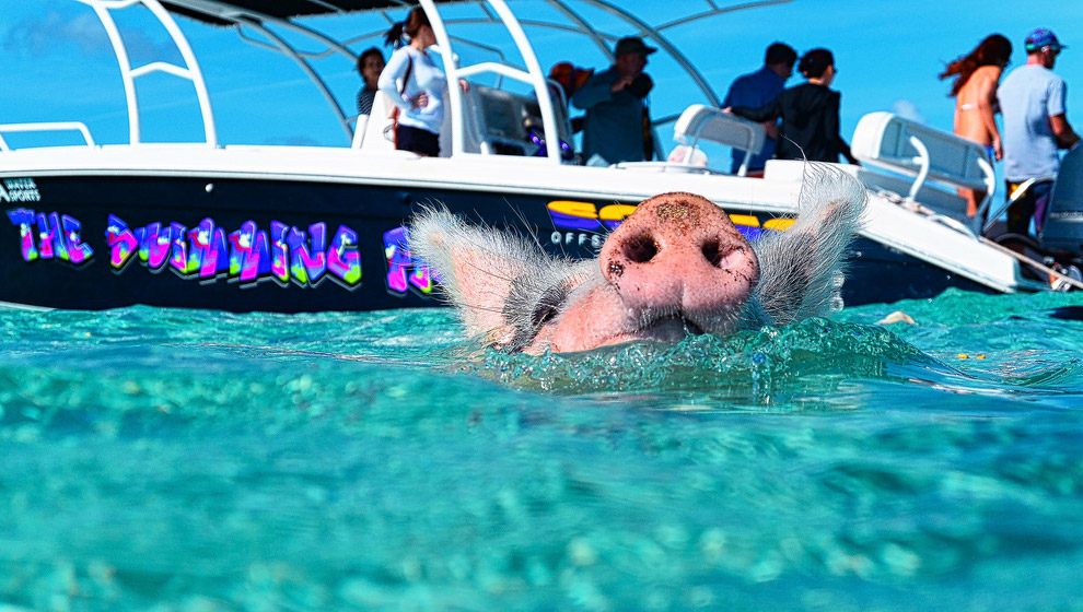 Pigs in the Bahamas 06