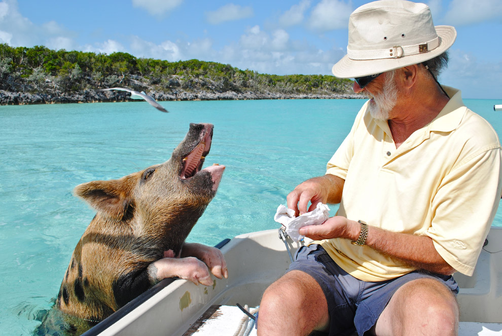 Pigs in the Bahamas 08