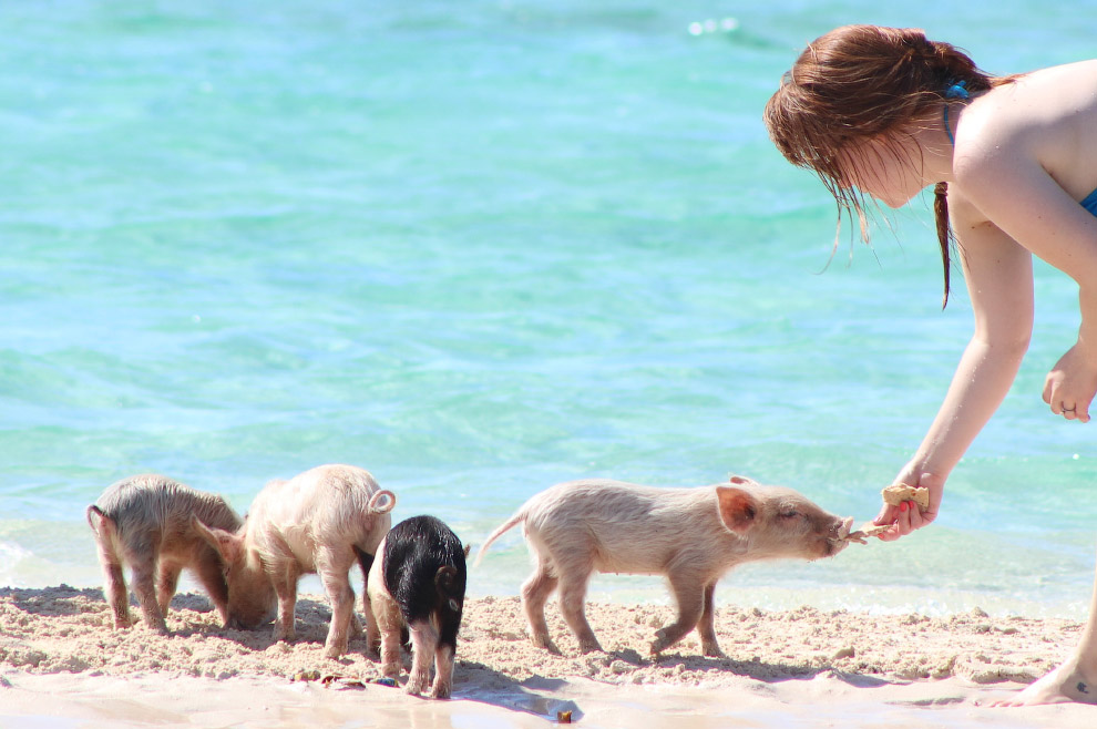 Pigs in the Bahamas 09