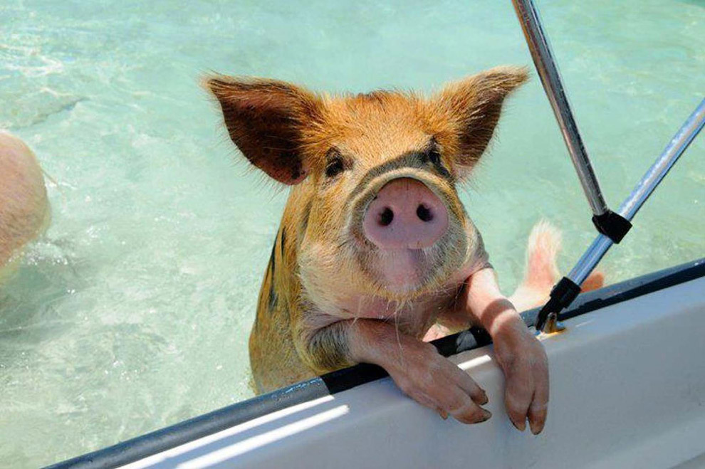 Pigs in the Bahamas 11