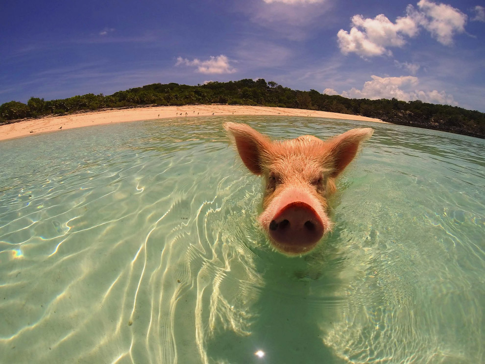 Pigs in the Bahamas 12