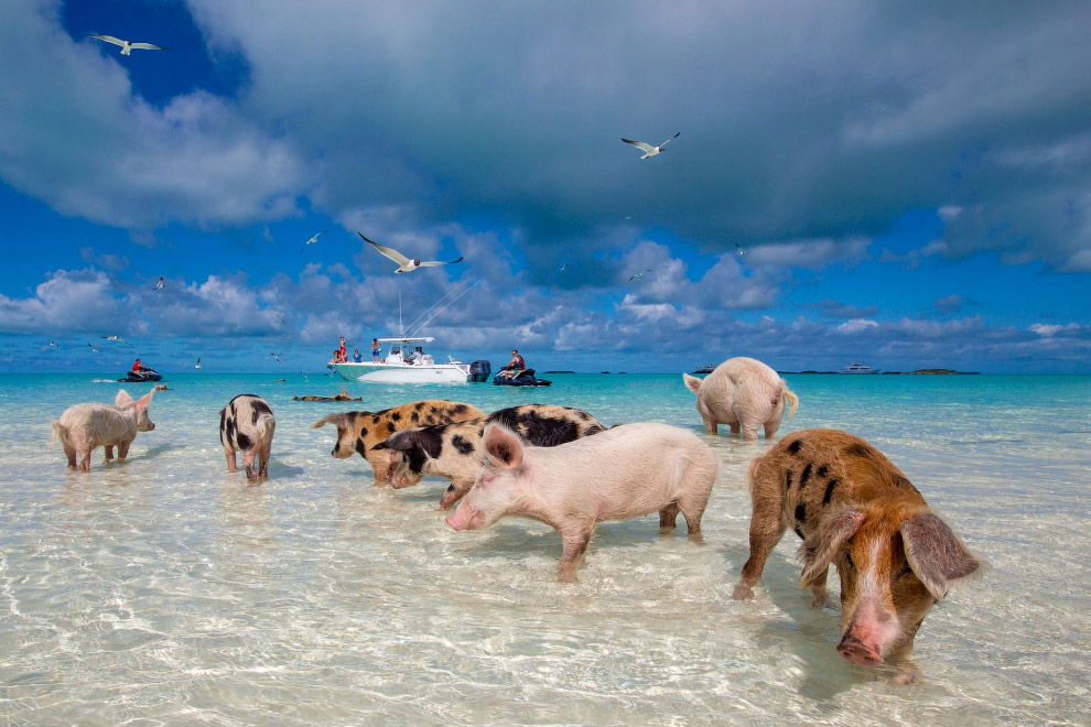 Pigs in the Bahamas 13