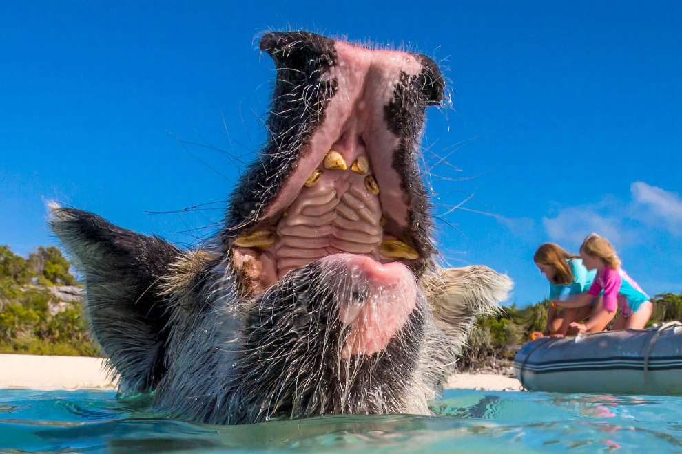 Pigs in the Bahamas 16