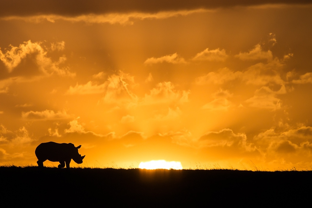 Rhino on the Sunset Ridge