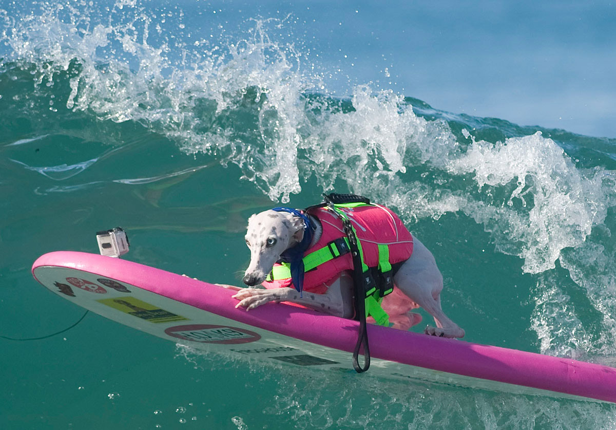 Surf’s up for these dogs in Southern California_01