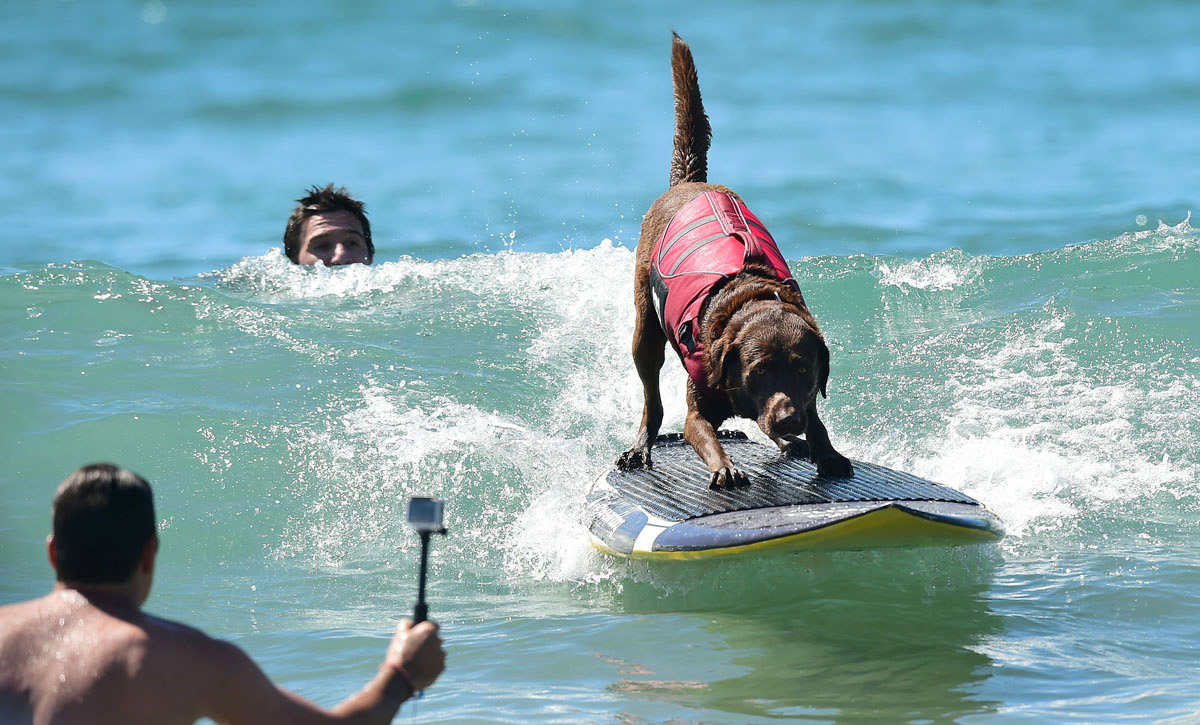 Surf’s up for these dogs in Southern California_10