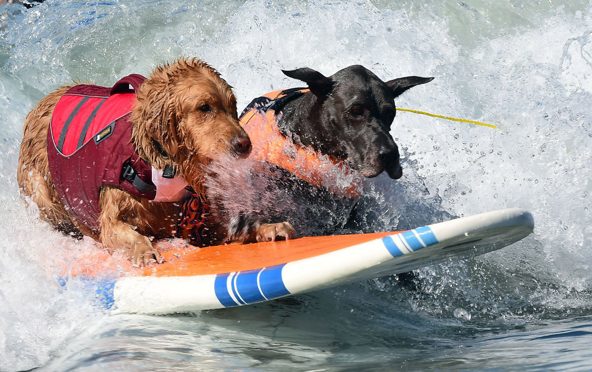 Surf’s up for these dogs in Southern California_11