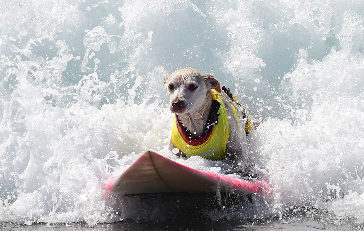 Surf’s up for these dogs in Southern California_12