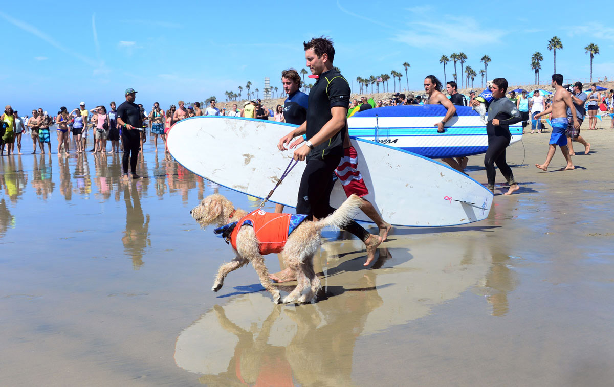 Surf’s up for these dogs in Southern California_14