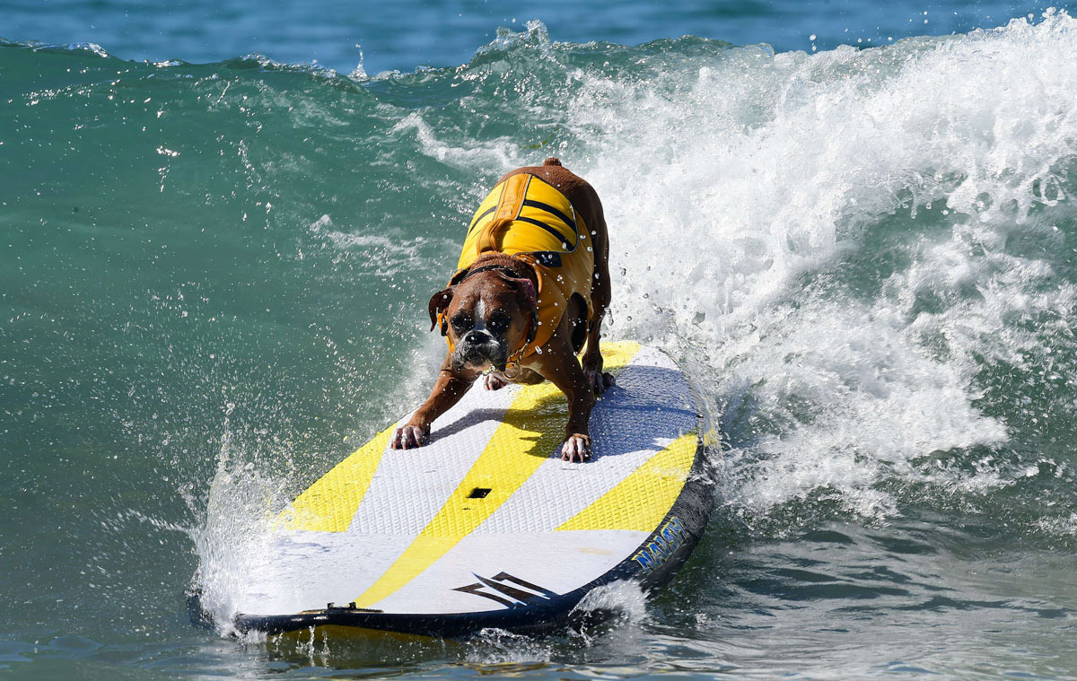 Surf’s up for these dogs in Southern California_15