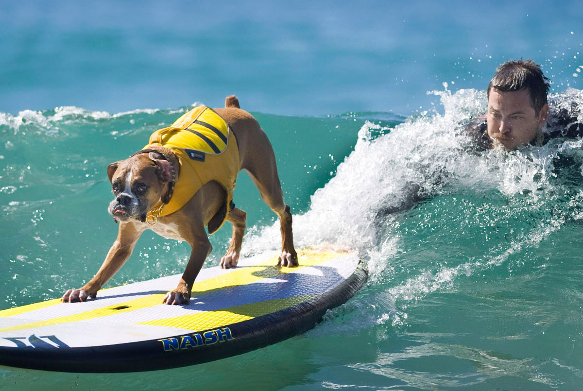 Surf’s up for these dogs in Southern California_16