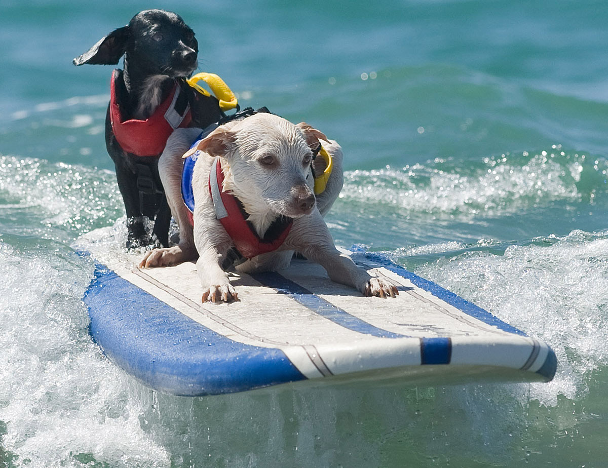 Surf’s up for these dogs in Southern California_17