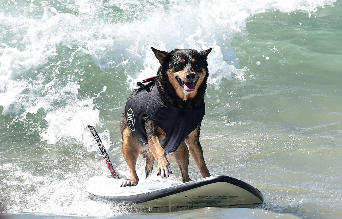 Surf’s up for these dogs in Southern California_19