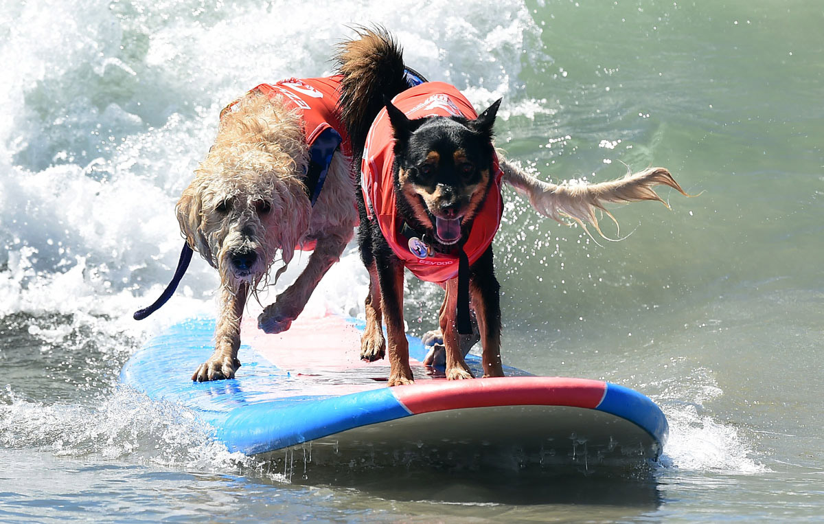 Surf’s up for these dogs in Southern California_20