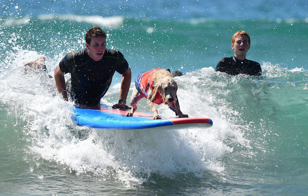 Surf’s up for these dogs in Southern California_21