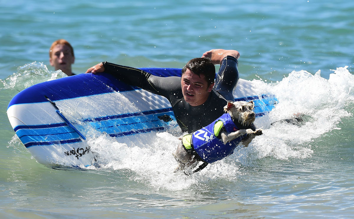 Surf’s up for these dogs in Southern California_22