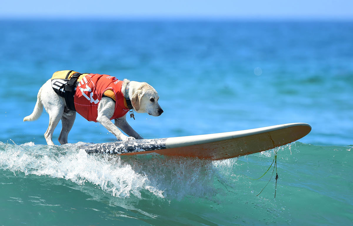 Surf’s up for these dogs in Southern California_23