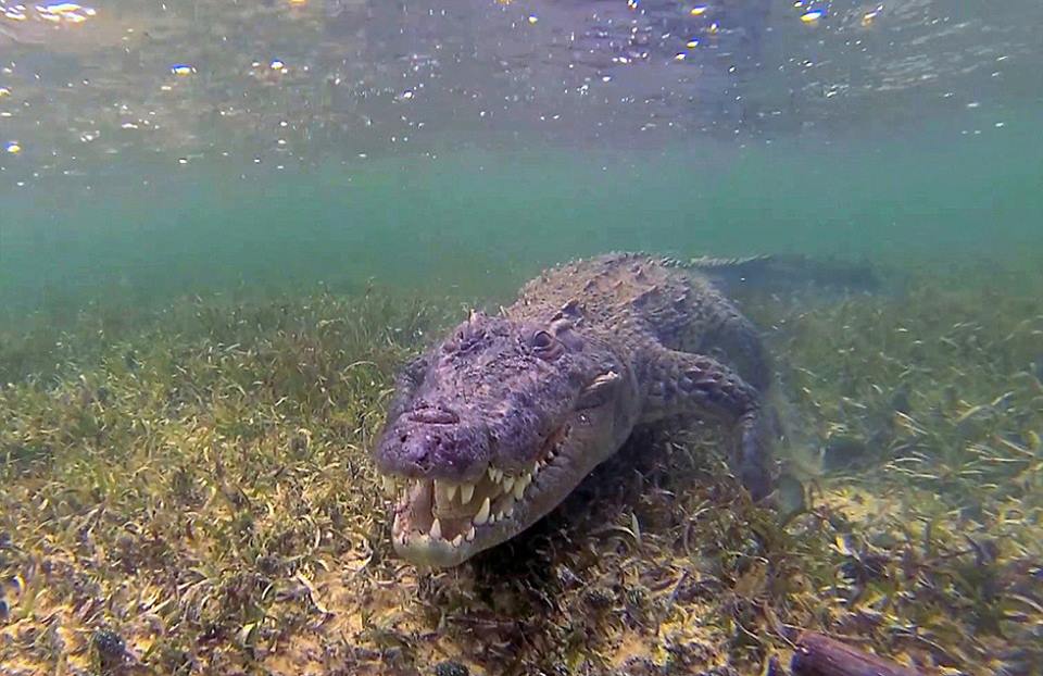 Swimming With Crocodiles_03