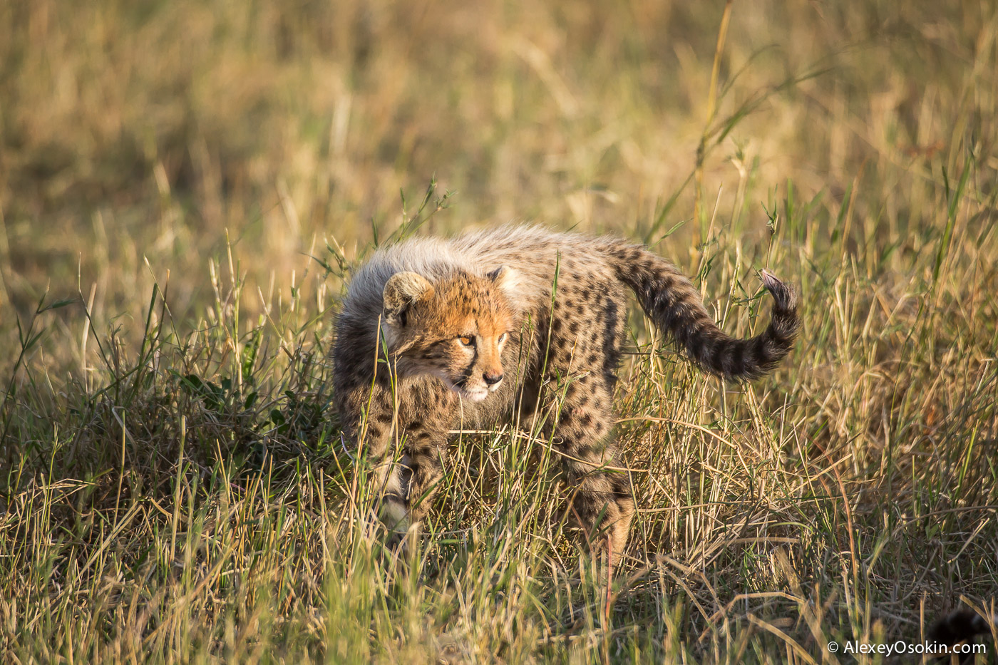 cheetahs 26