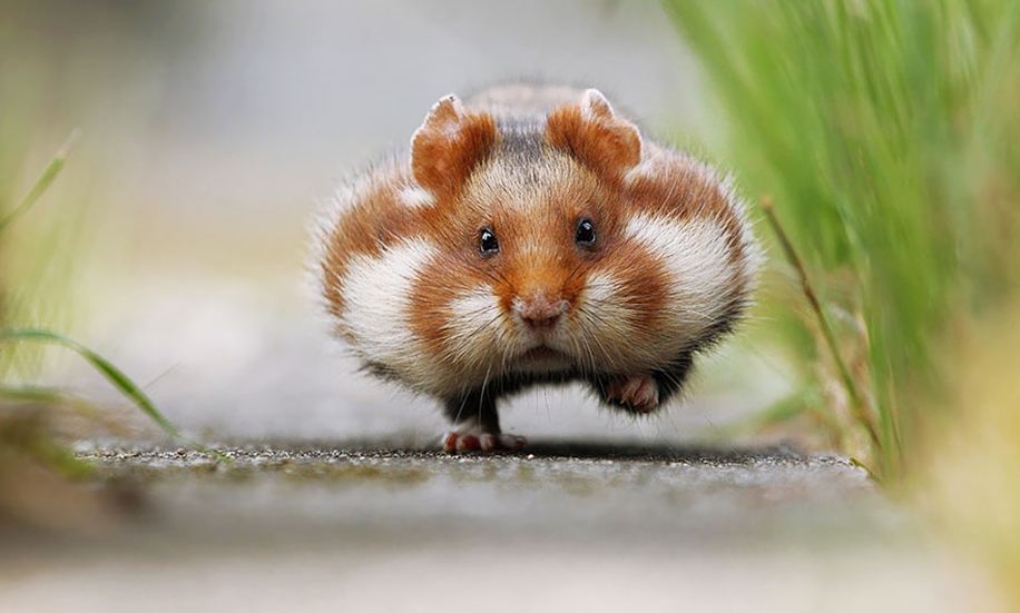 cute-hamsters-1__880