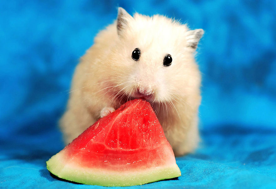 cute-hamsters-281__880