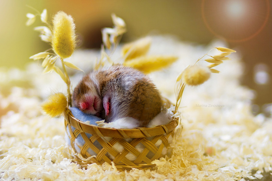 cute-hamsters-29__880