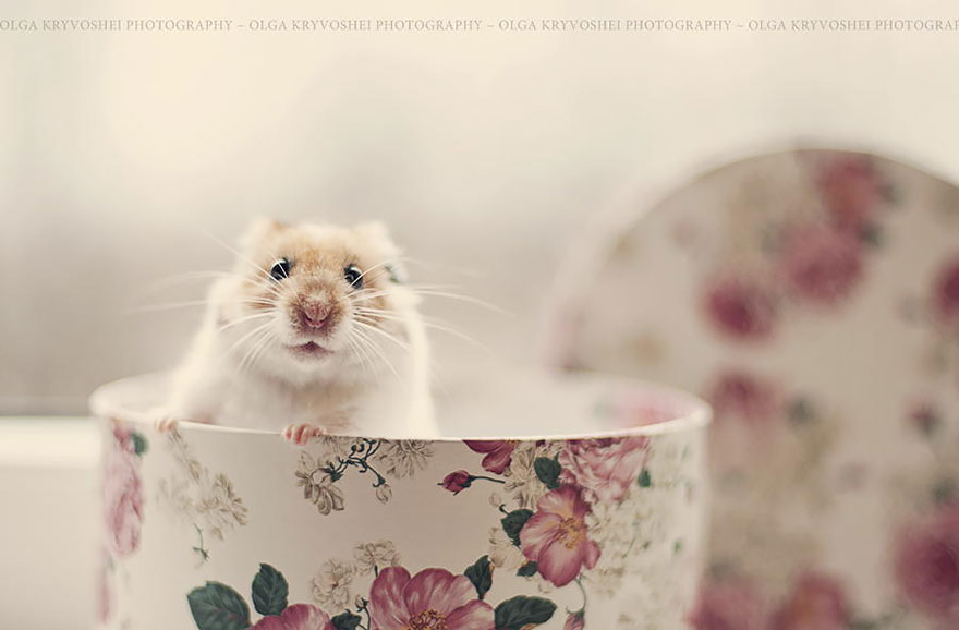 cute-hamsters-3__880