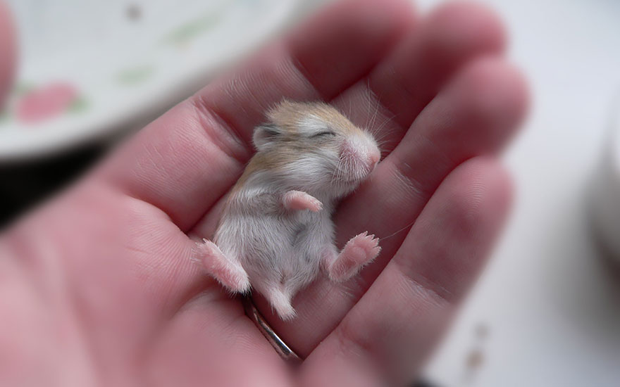 cute-hamsters-4__880