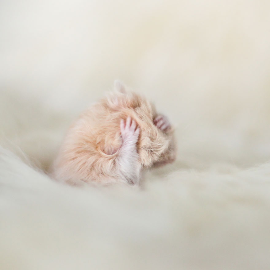 cute-hamsters-52__880