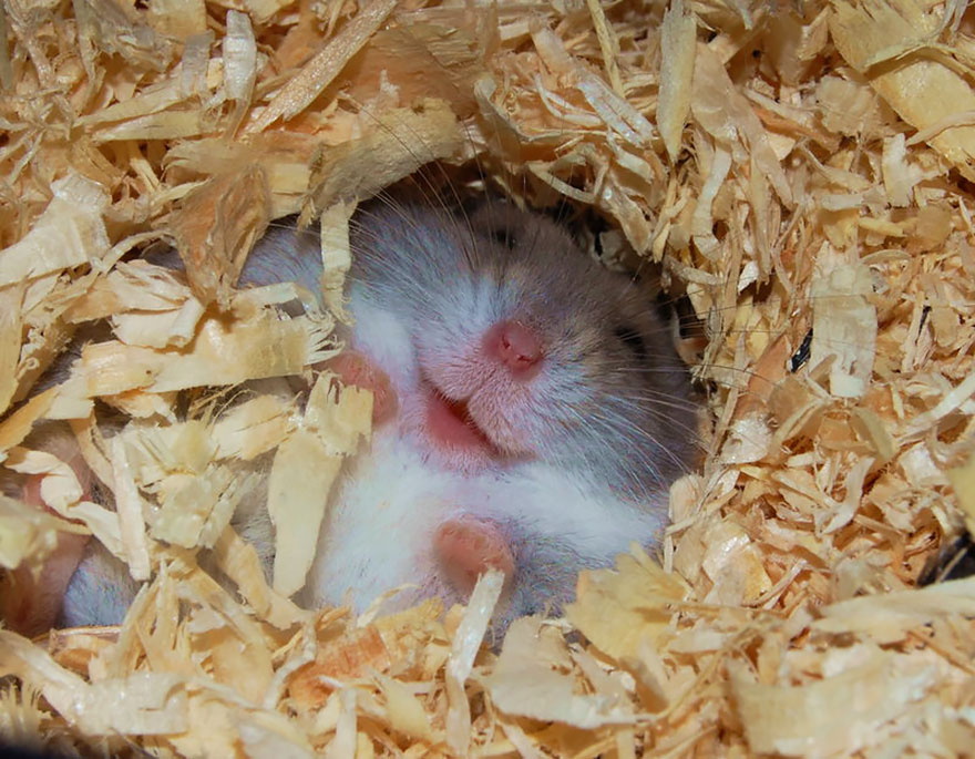 cute-hamsters-54__880