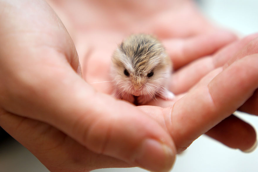 cute-hamsters-6__880