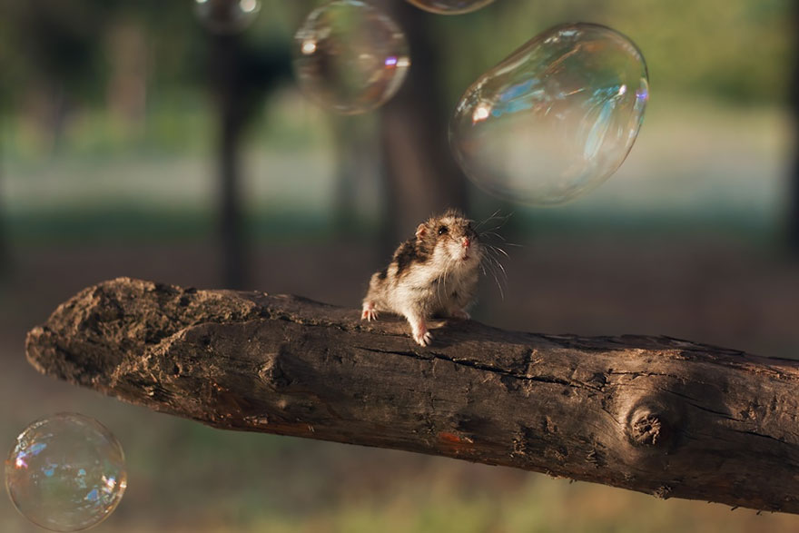 cute-hamsters-7__880