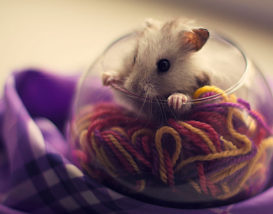 cute-hamsters-8__880