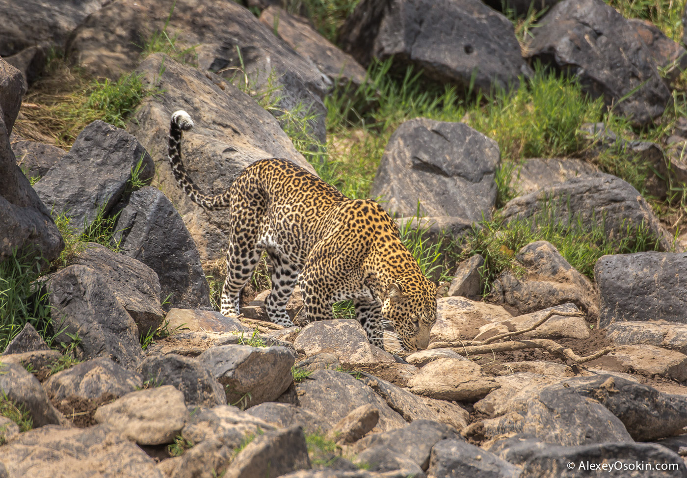 leopard 05