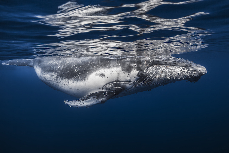 underwater photography of humpback whales 22