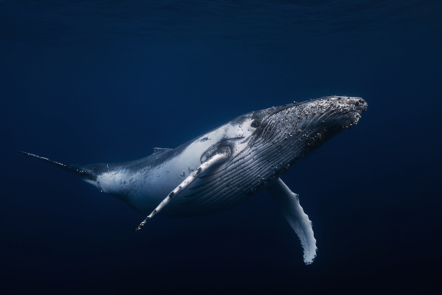 underwater photography of humpback whales 24