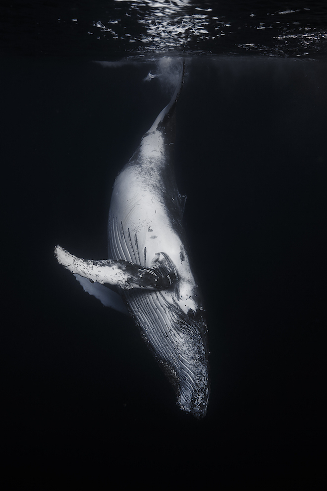 underwater photography of humpback whales 25