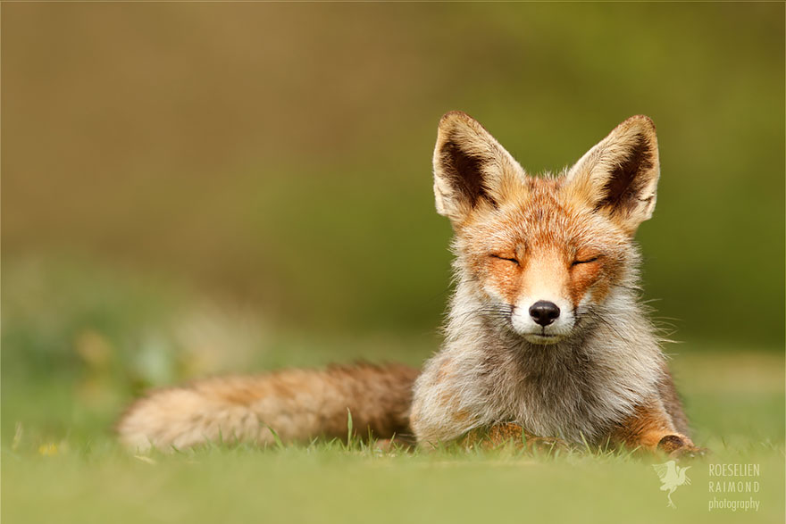 zen-foxes-roeselien-raimond-15__880