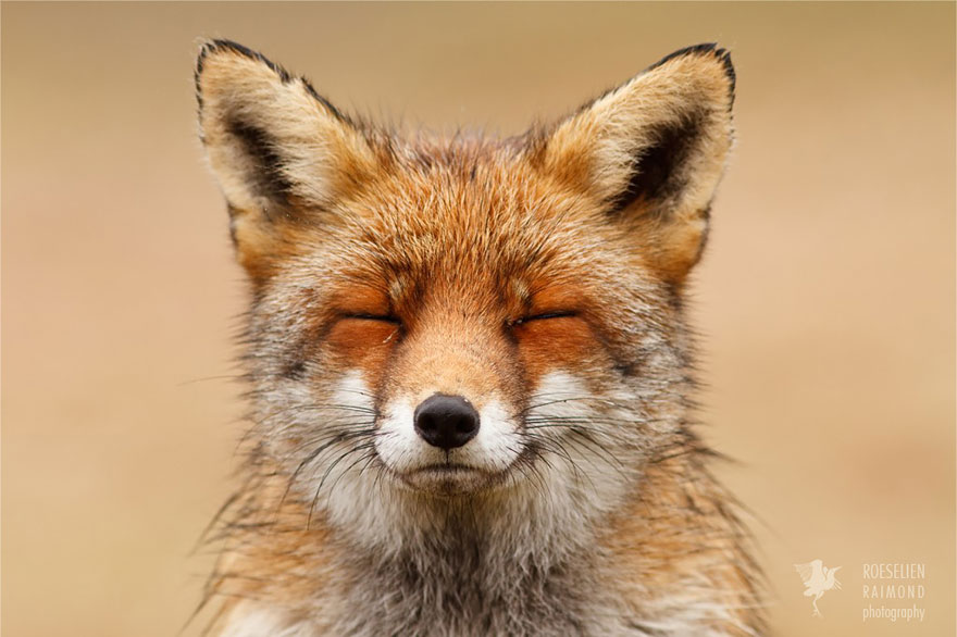 zen-foxes-roeselien-raimond-1__880