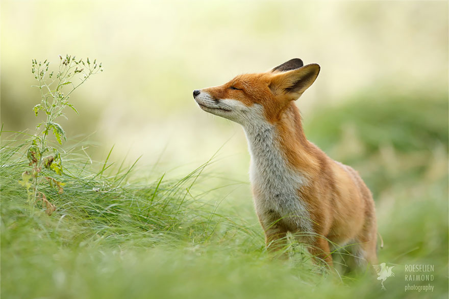 zen-foxes-roeselien-raimond-2__880