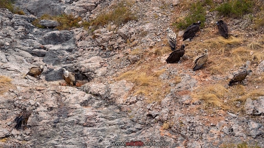 Crimean vultures 06