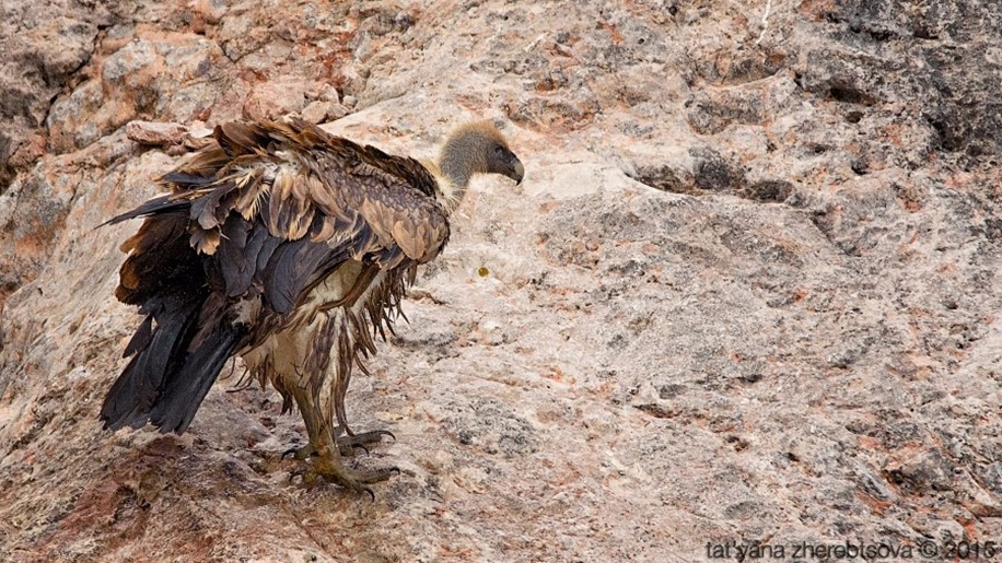 Crimean vultures 09