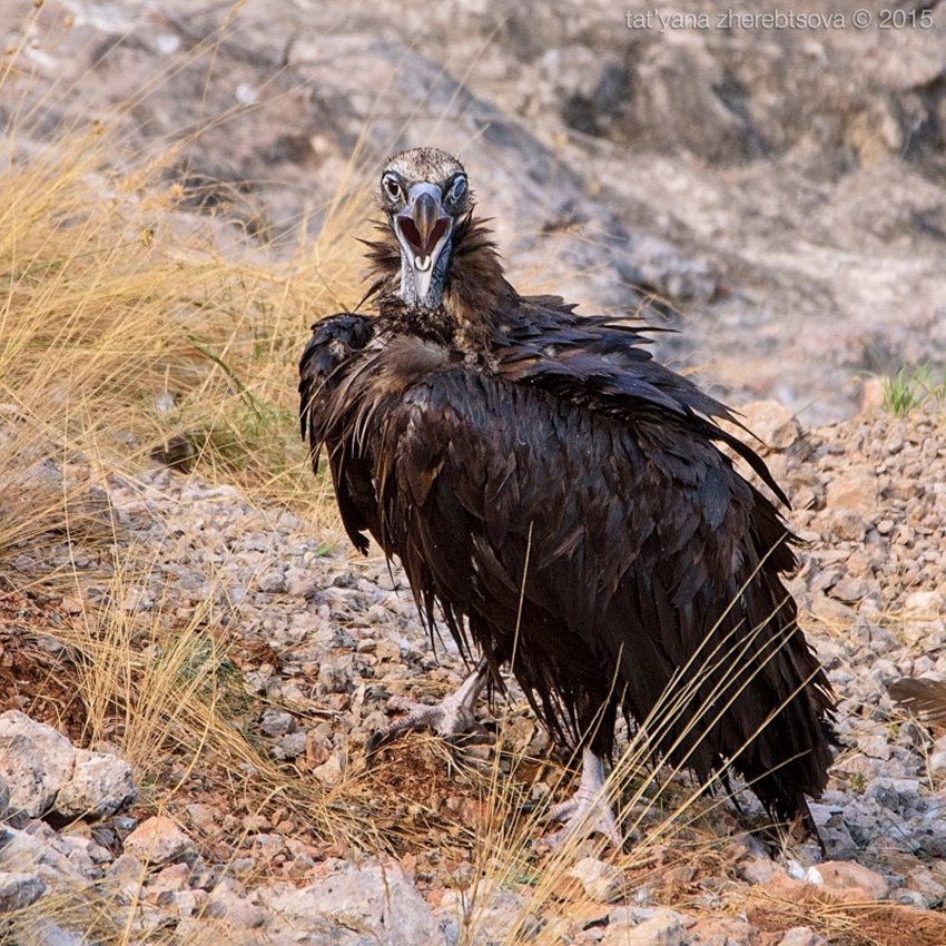 Crimean vultures 18