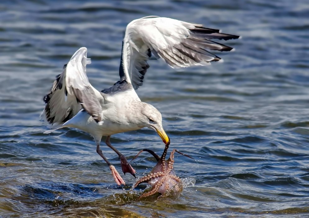 Gull hunting for octopus 02