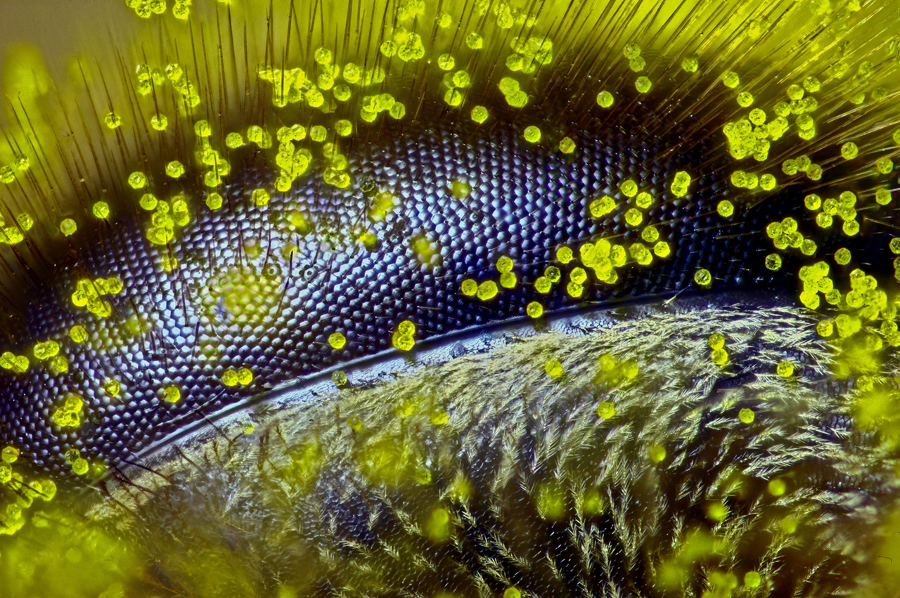 Photographing the Microscopic Winners of Nikon Small World 2015_01