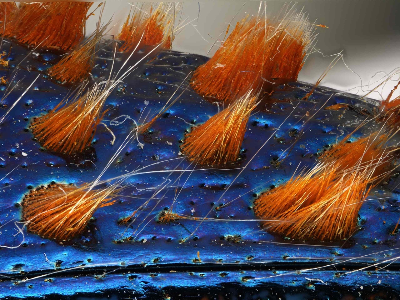 Photographing the Microscopic Winners of Nikon Small World 2015_10