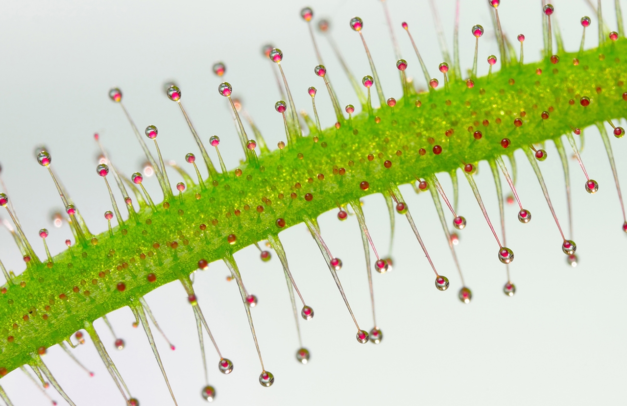 Photographing the Microscopic Winners of Nikon Small World 2015_23