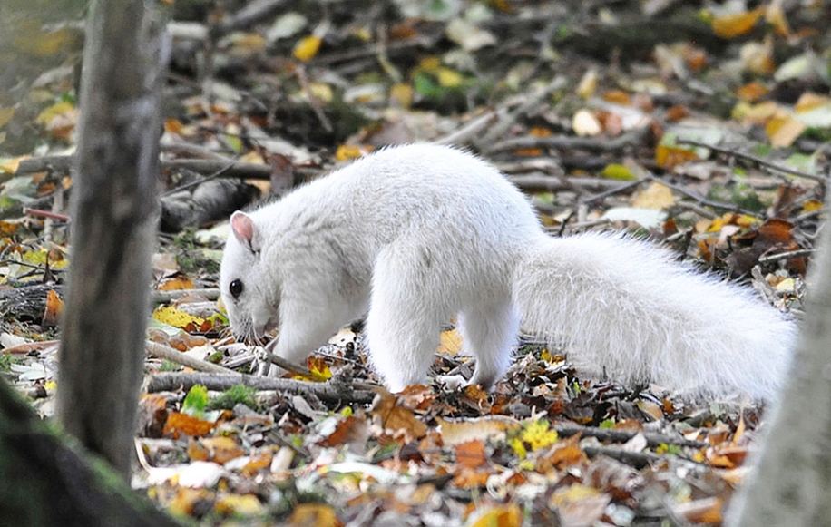 rare-white-squirrel-photo-andrew-fulton-marbury-country-park-uk-4
